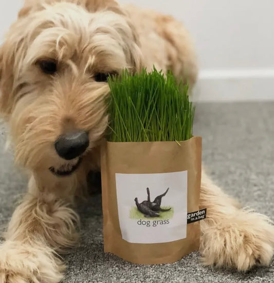 Garden In A Bag-Dog Grass