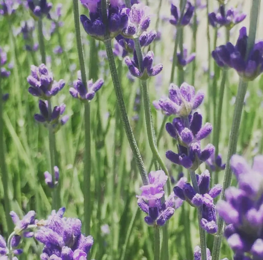 Garden In A Bag-Lavender